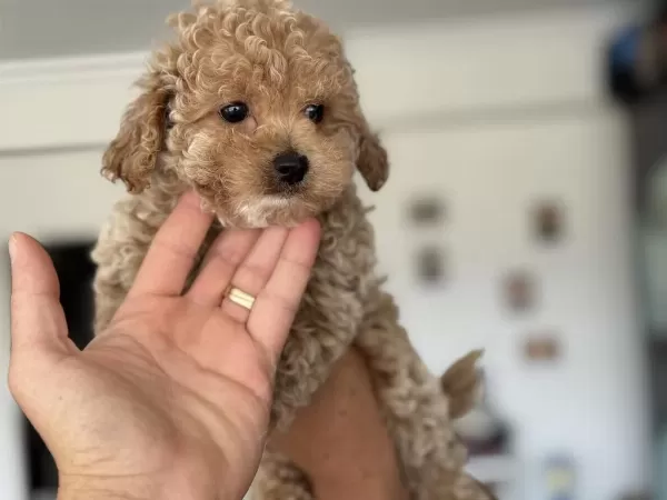 Petmode Köpek Çiftliğinden Tea Cup Maltipoo