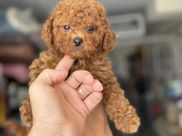 Petmode Köpek Çiftliğinden Tea Cup Maltipoo