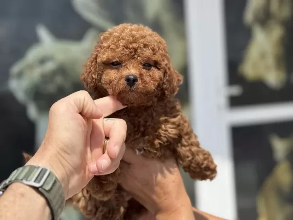 Petmode Köpek Çiftliğinden Tea Cup Maltipoo