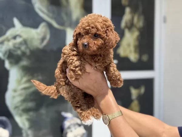 Petmode Köpek Çiftliğinden Tea Cup Maltipoo
