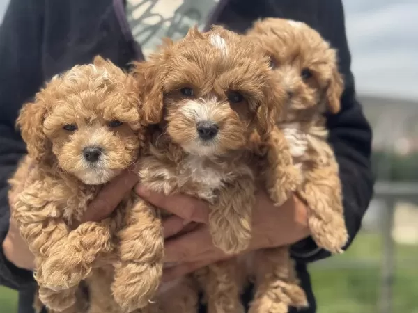 Ankarada Wc Eğitimli Maltipoo Yavrularımız