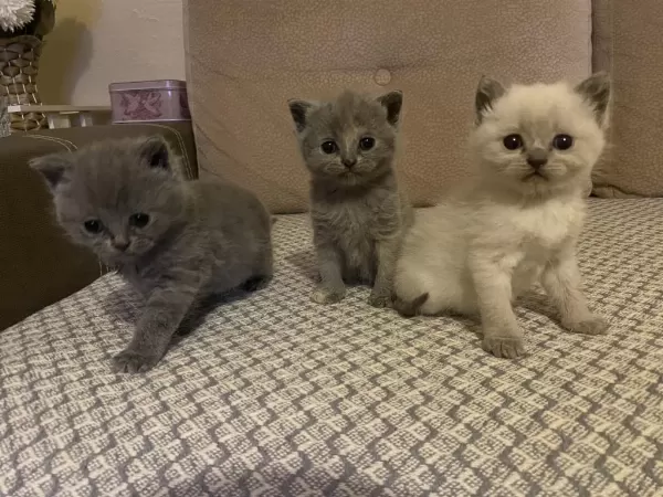 2 Aylık Ücretsiz Dişi Kediler