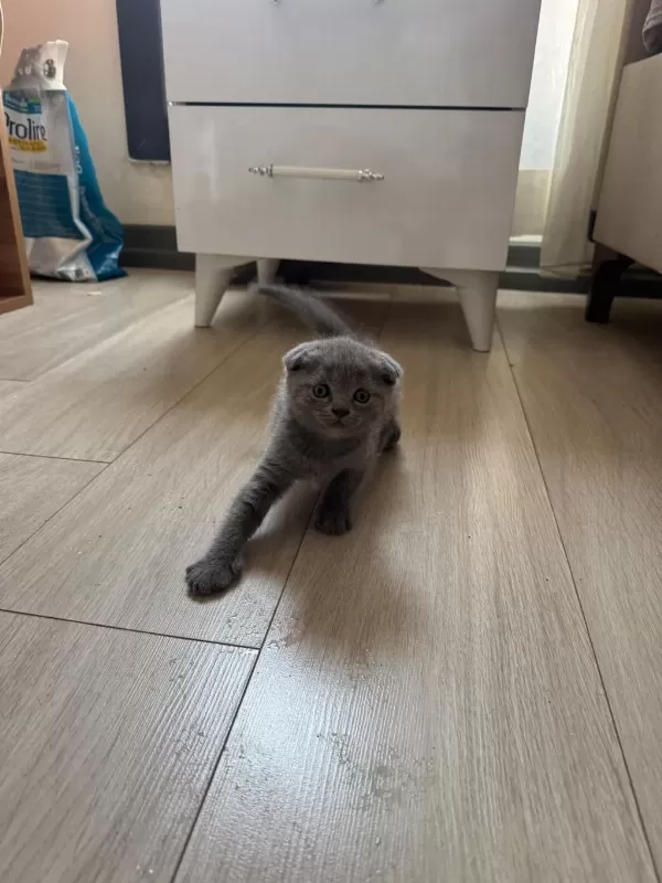 1.5 Aylık Melek Yüzlü Scottish Fold Yavru