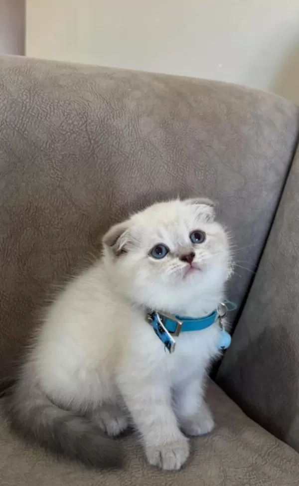 Scottish Fold Erkek Yavrumuza Yuva Uyguna