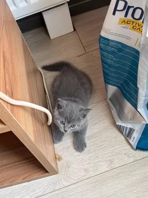 1.5 Aylık Melek Yüzlü British Shorthair