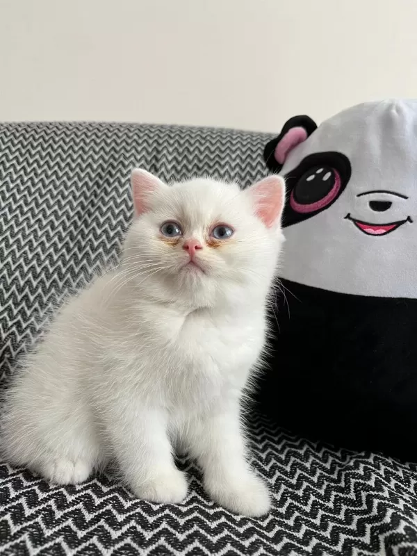 2 Aylık Erkek British Longhair