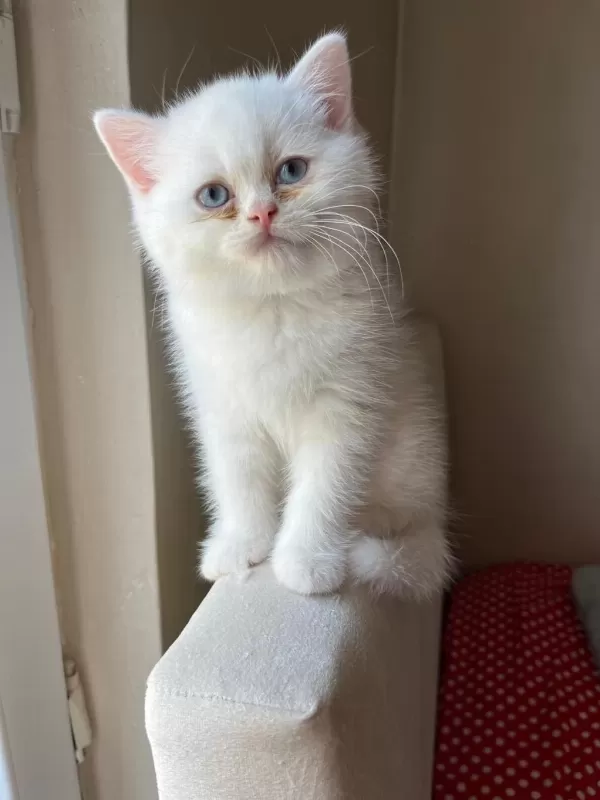 2 Aylık Erkek British Longhair