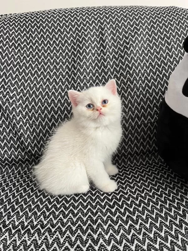 2 Aylık Erkek British Longhair