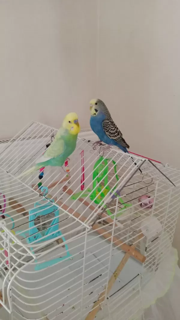 2 Adet Muhabbet Kuşu Erkek Konuşuyor Dişi Doğuruyor