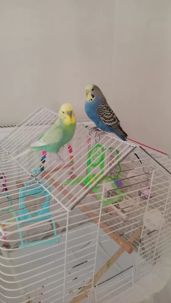 2 Adet Muhabbet Kuşu Erkek Konuşuyor Dişi Doğuruyor
