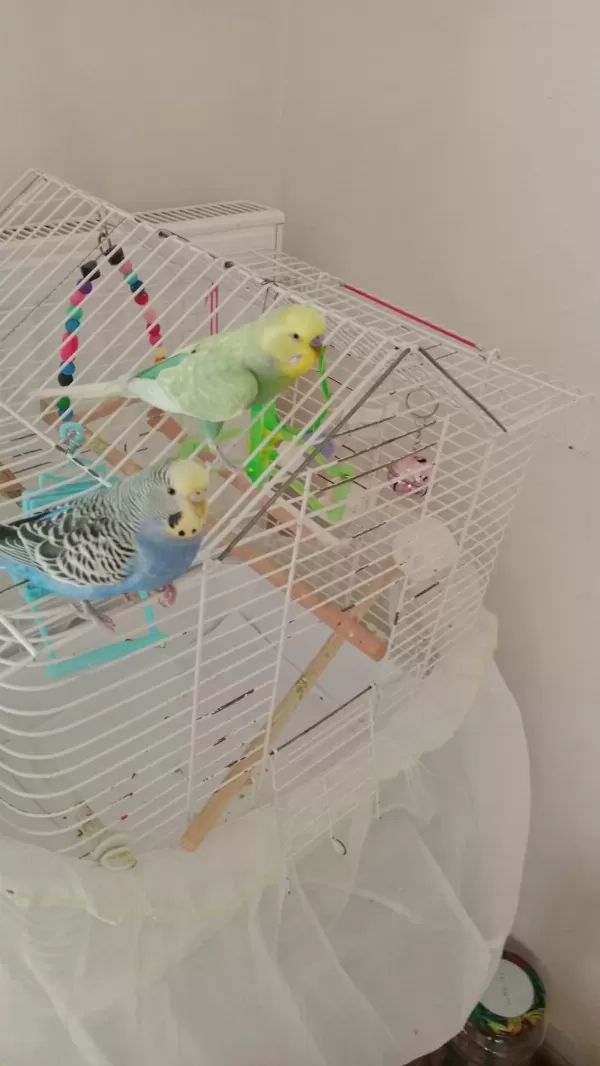 2 Adet Muhabbet Kuşu Erkek Konuşuyor Dişi Doğuruyor