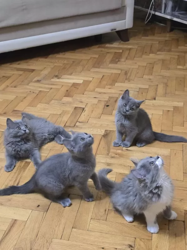 British Longhair Yavru Kediler