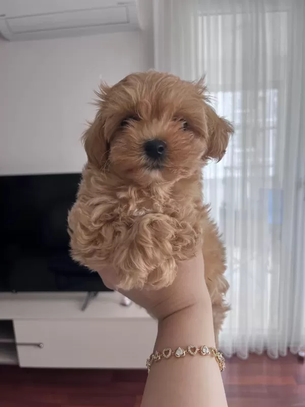 Fırsat Yavruları Bebek Yüzlü Maltipoo