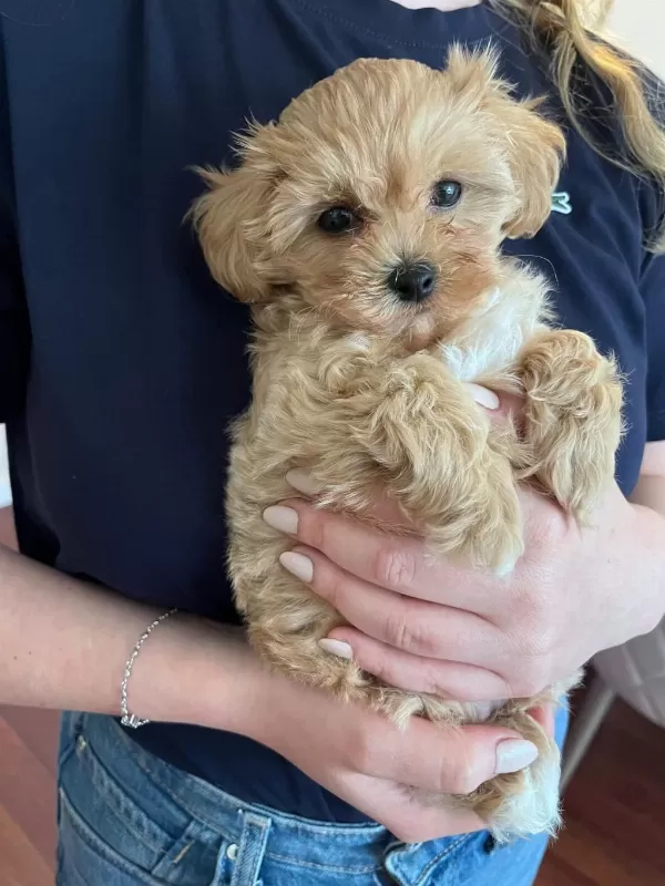 Fırsat Yavruları Bebek Yüzlü Maltipoo
