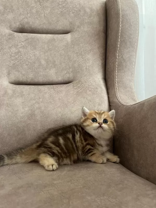 Özel Yavru British Shorthair Arayanlara