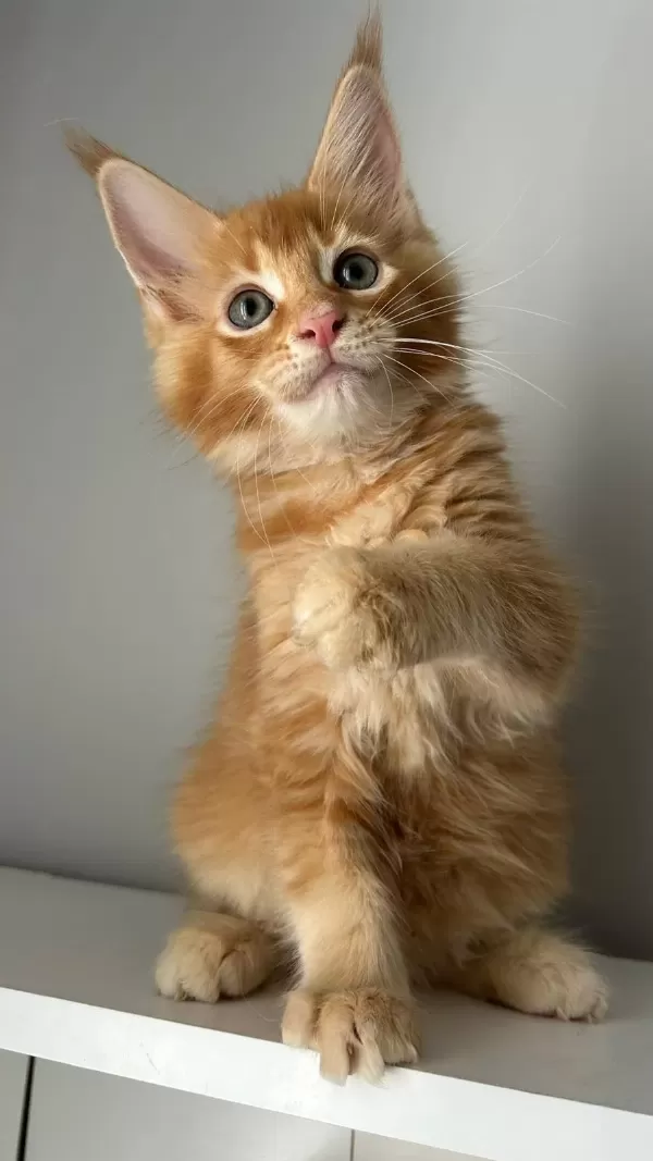 Turuncu Erkek Minik Dev Maine Coon