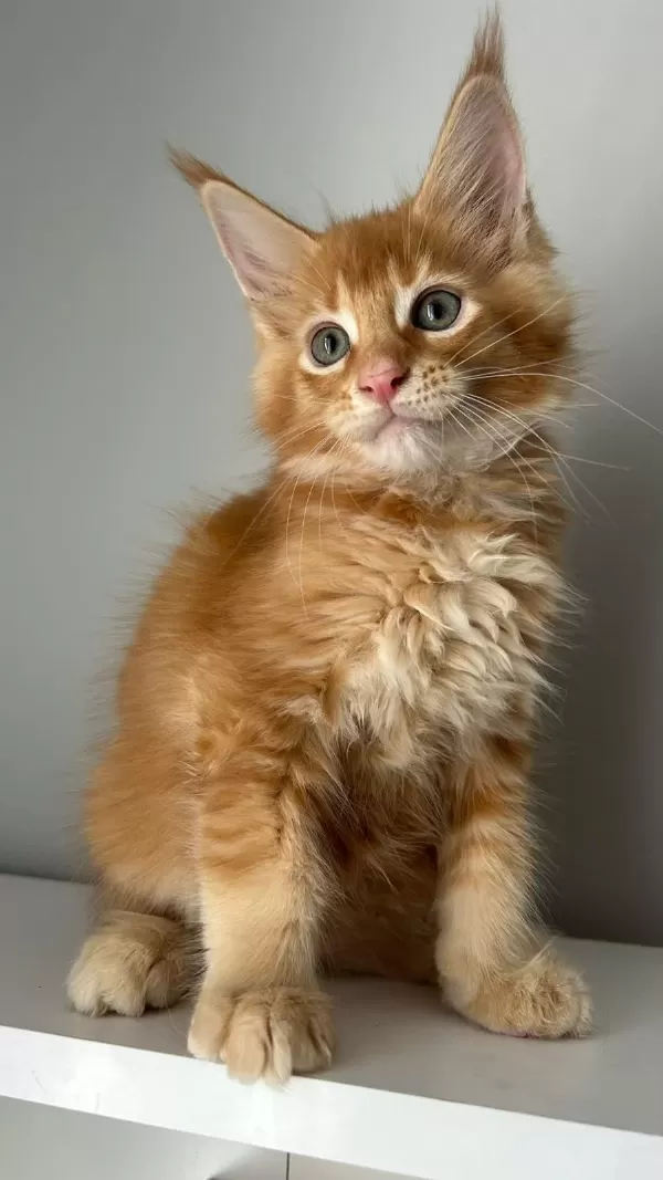 Turuncu Erkek Minik Dev Maine Coon