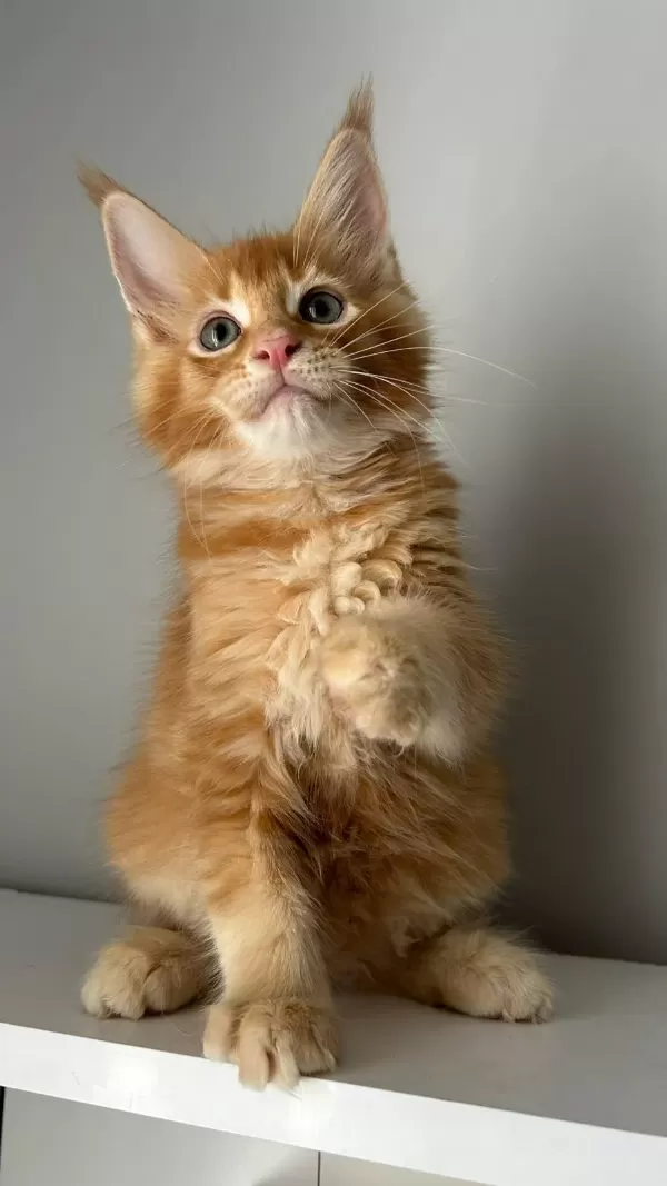 Turuncu Erkek Minik Dev Maine Coon