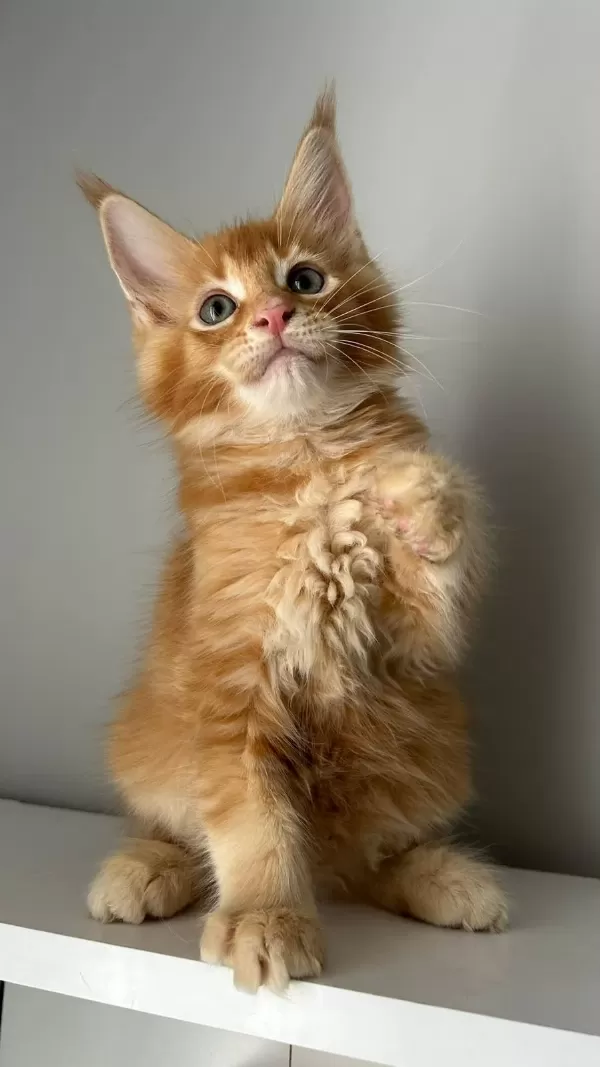 Turuncu Erkek Minik Dev Maine Coon
