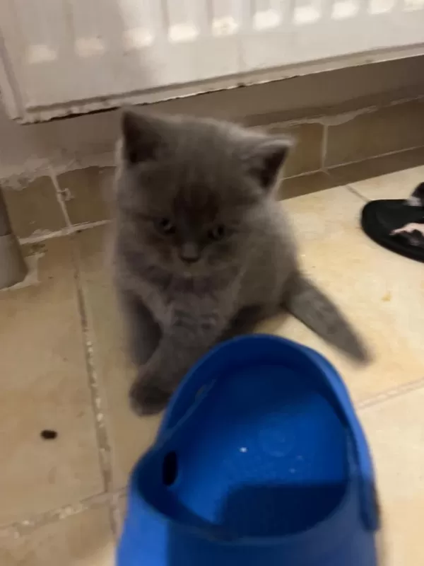 Safkan British Shorthair