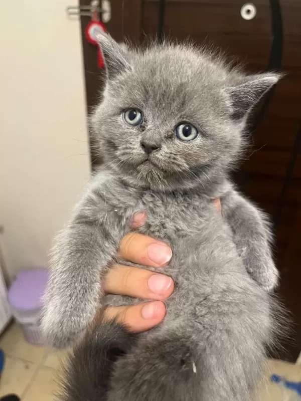 Safkan British Shorthair