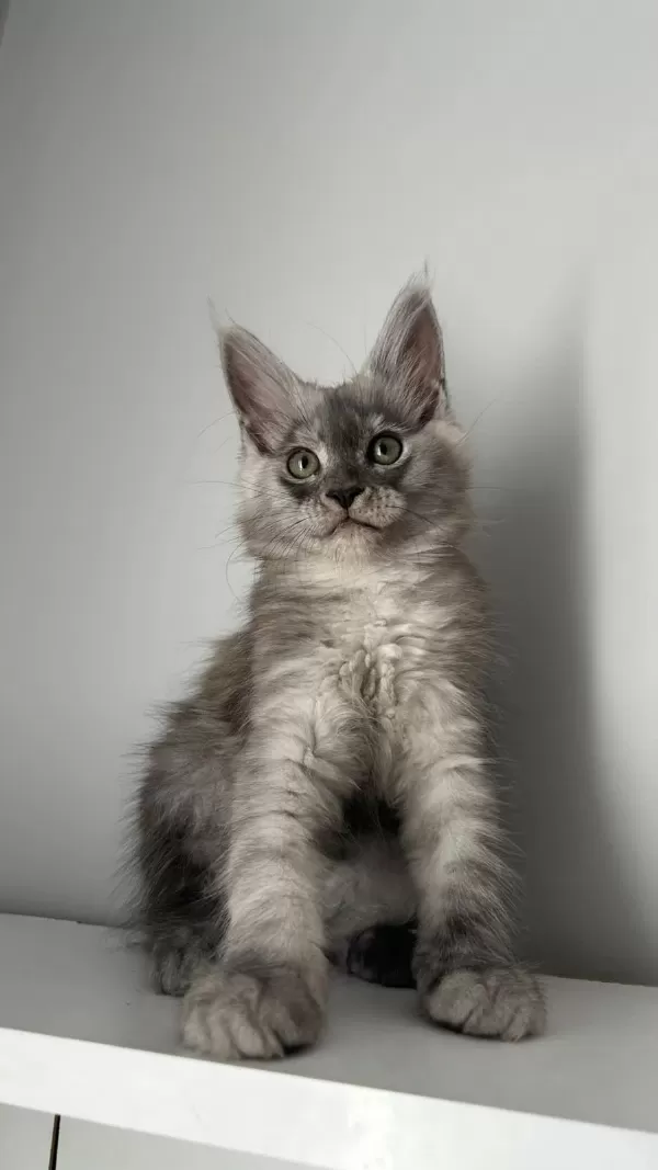 Sağlik Ve İrk Garantili Minik Maine Coon Devler