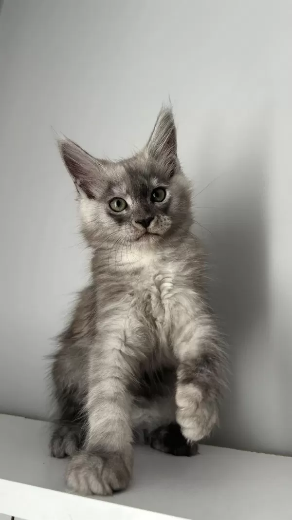 Sağlik Ve İrk Garantili Minik Maine Coon Devler
