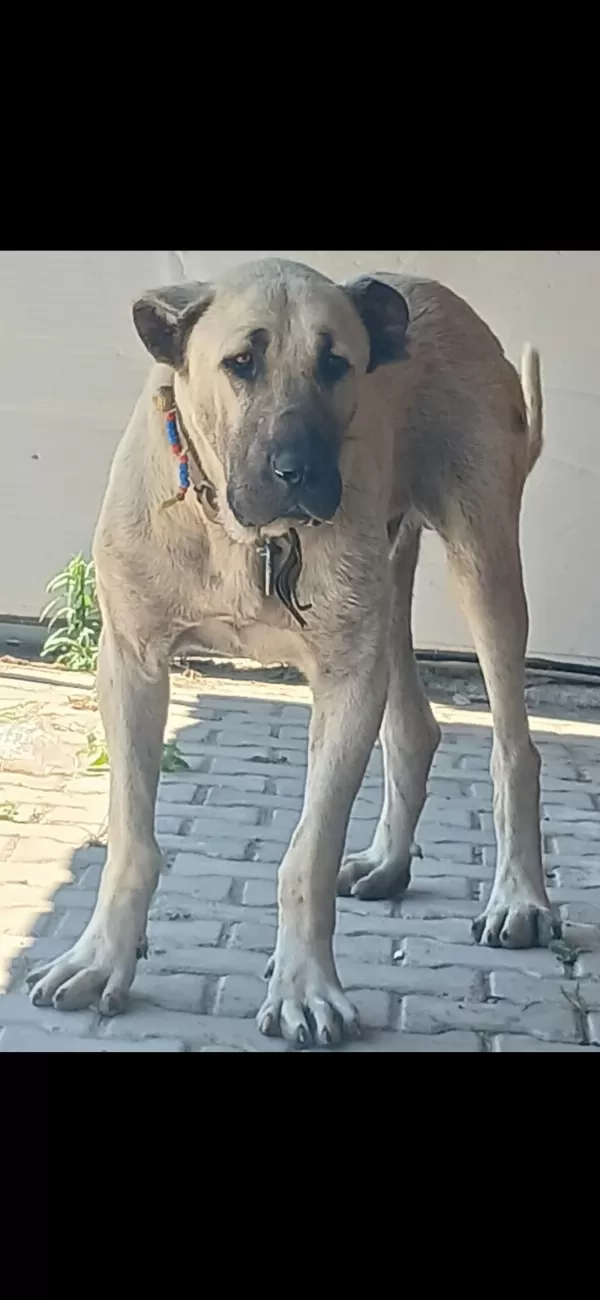 Erkek Meydancı Soyu Genç Köpeğimiz