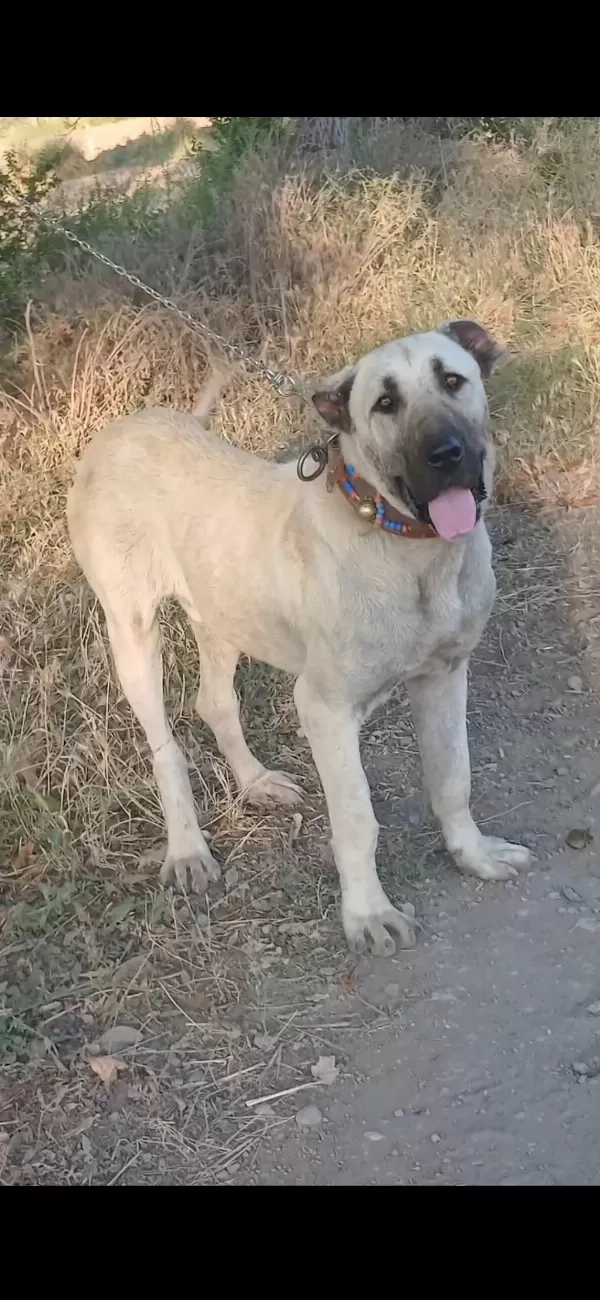 Erkek Meydancı Soyu Genç Köpeğimiz