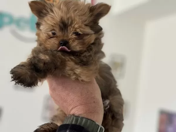 Wc Eğitimli En Güzel Morkie Yavrularımız