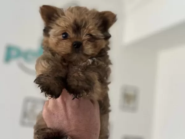 Wc Eğitimli En Güzel Morkie Yavrularımız