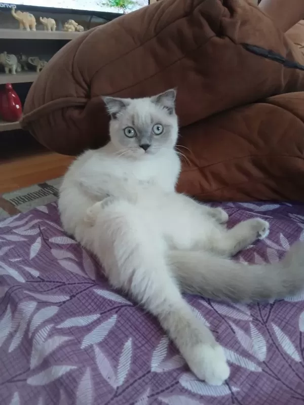 5 Aylık Erkek Kedimiz