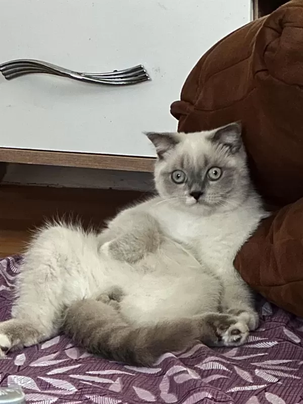 5 Aylık Erkek Kedimiz