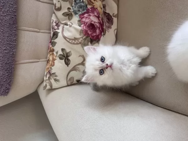 3 Adet British Longhair Silver Shaded Erkek Yavru