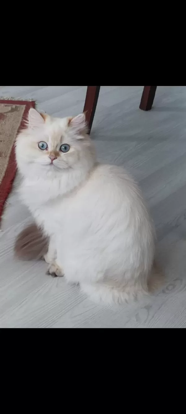 3 Adet British Longhair Silver Shaded Erkek Yavru