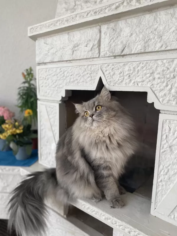 Kedimiz Leo İçin Eş Arıyoruz