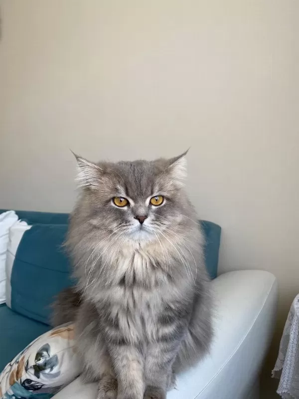 Kedimiz Leo İçin Eş Arıyoruz