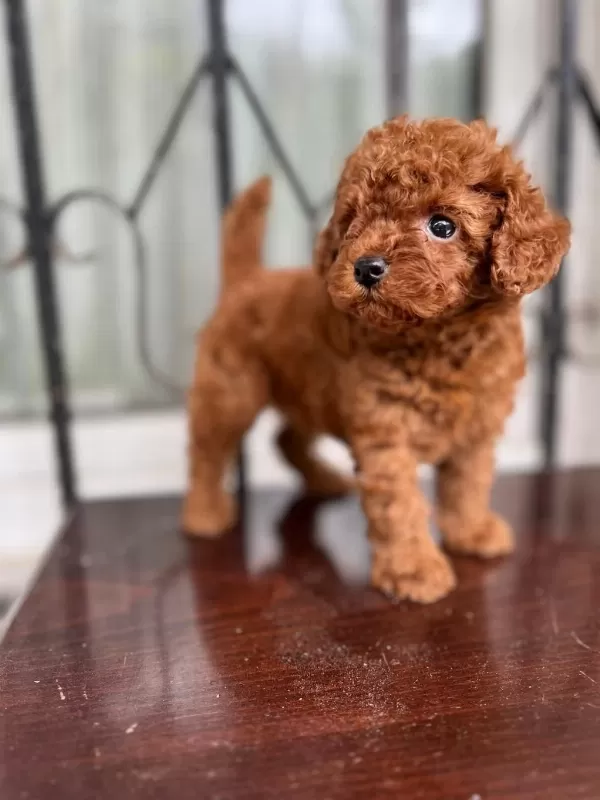 Boy Ve Kg Ram Garantili Anne Baba Yanından Tea Cup Poodle