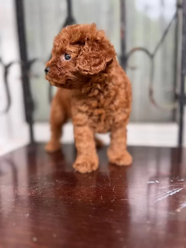 Boy Ve Kg Ram Garantili Anne Baba Yanından Tea Cup Poodle