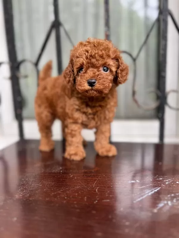 Boy Ve Kg Ram Garantili Anne Baba Yanından Tea Cup Poodle