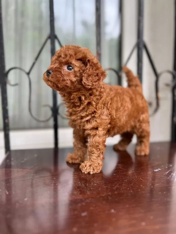 Boy Ve Kg Ram Garantili Anne Baba Yanından Tea Cup Poodle