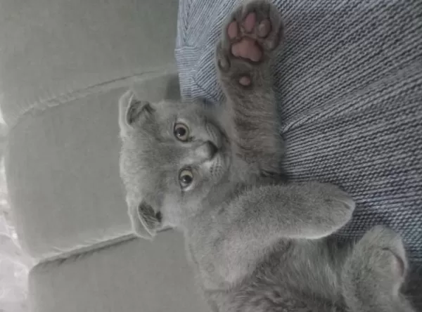 Scottish Fold Erkek Yavrumuz
