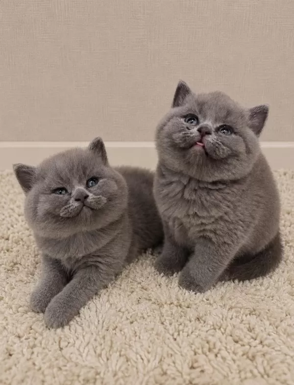 Nadir Suratlı Son Erkek Ve Dişi British Shorthair Yavrumuz