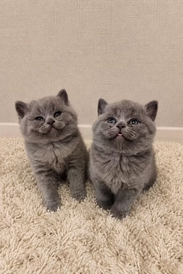 Nadir Suratlı Son Erkek Ve Dişi British Shorthair Yavrumuz