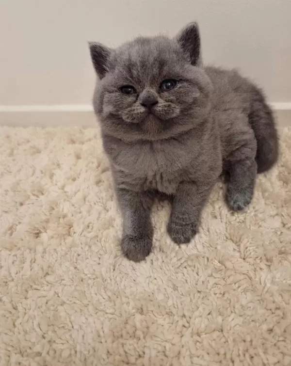 Nadir Suratlı Son Erkek Ve Dişi British Shorthair Yavrumuz