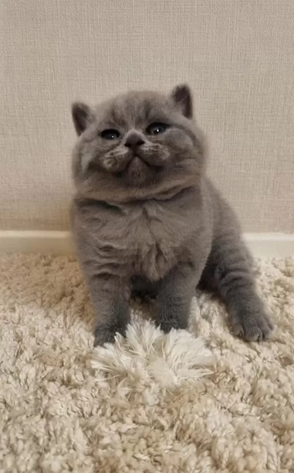 Nadir Suratlı Son Erkek Ve Dişi British Shorthair Yavrumuz