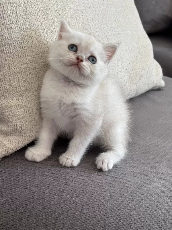 8 Haftalık British Shorthair Dişi Yavrumuz Yuva Arıyor