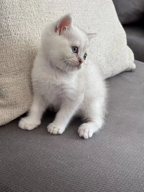 8 Haftalık British Shorthair Dişi Yavrumuz Yuva Arıyor