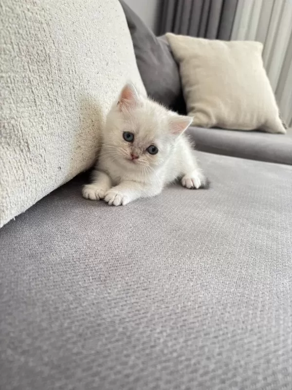 8 Haftalık British Shorthair Dişi Yavrumuz Yuva Arıyor