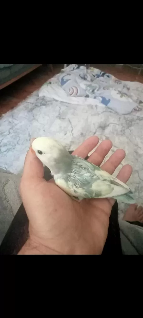 Sevda Yavruları Tam Alıştırmalık Konuşturmalık